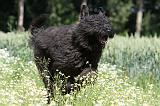BOUVIER DES FLANDRES 023